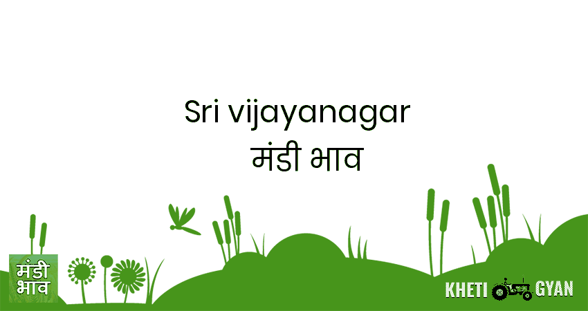 Sri Vijayanagar मंडी भाव की ताज़ा तस्वीर